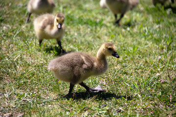baby canada goose on the grass