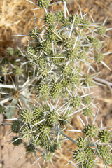 close up of cactus