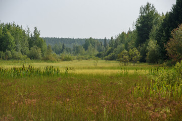 Close up of reeds on swampy area
