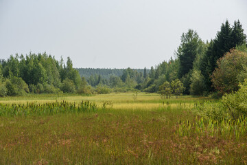 Close up of reeds on swampy area
