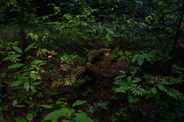Close up of old overgrown with moss and lichen rotten stump.