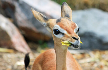 Young impala antelope eating leaf