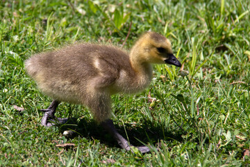 baby canada goose on the grass