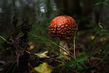 Close up of fly agaric mushroom