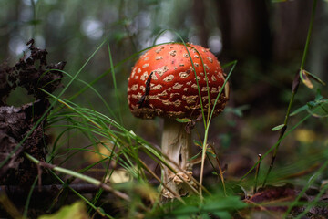 Close up of fly agaric mushroom