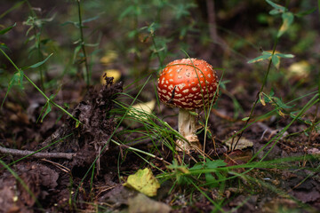 Close up of fly agaric mushroom
