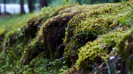 Close up to moss in forest