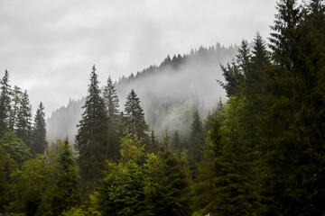 Hills of foret and mist