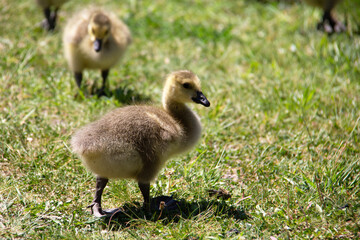 baby country goose on the grass
