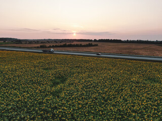 Aerial view of the cars moving on the country road between sunflower fields. Sunset.