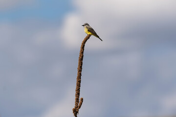 A Western Kingbird gets a bird's eye view while perched atop a tall mullein stalk, with a beautiful backdrop of fluffy white clouds and a bit of blue sky.