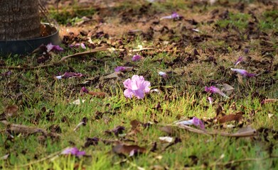 flor de ipê na relva