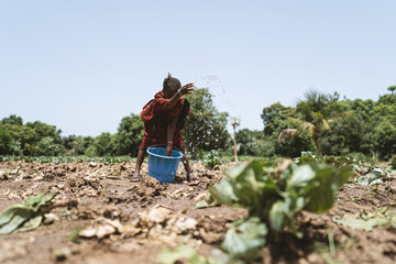Little african girl watering dry cabbage plants by hand under a cloudless blue sky