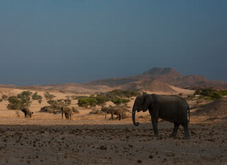 Namibian Desert-Adapted Elephant Family in the Wild
