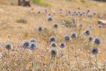 thistle in the field