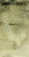Hand painted Watercolor Green Background. Olive moss on textured paper. Backdrop for app or any design