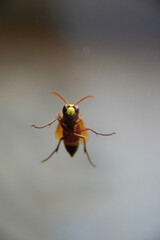 mosquito