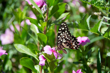 butterfly on flower