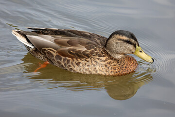 Wild duck swims slowly on the lake