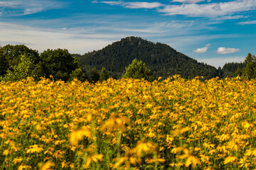 Obraz premium field of sunflowers