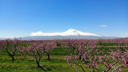 Spring in Ararat Valley, Armenia. Biblical Ararat mount on background