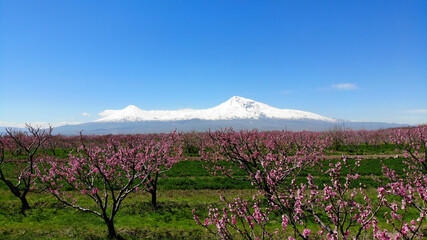 Spring in Ararat Valley, Armenia. Biblical Ararat mount on background