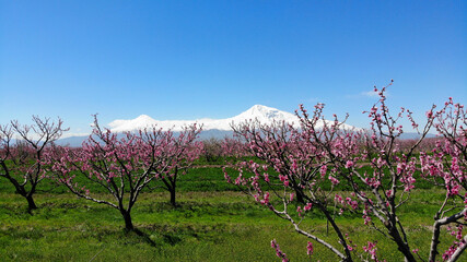 Spring in Ararat Valley, Armenia. Biblical Ararat mount on background
