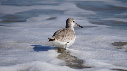Bird in the water