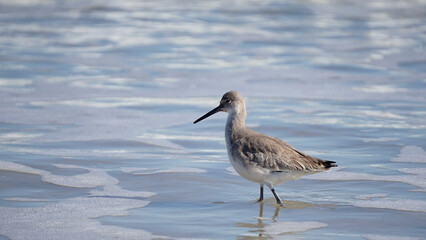 Bird in the water