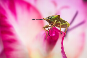 The green stink bug