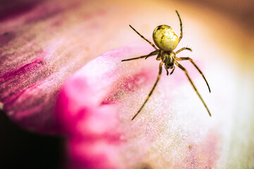 The autumn orbweaver