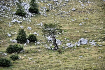 HDR photography of wild forest