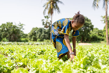 Small black girl harvesting lettuce leaves under the scorching sun in a big plantation in West Africa; child labour concept