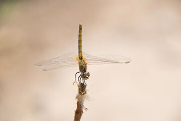 dragonfly on a branch