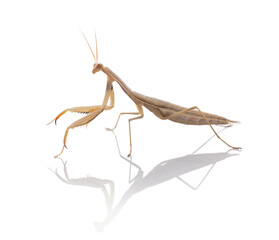  Juvenile praying mantis (Mantis religiosa)