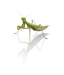  Juvenile praying mantis (Mantis religiosa)