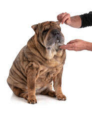 Old Shar-Pei (12 years old) isolated