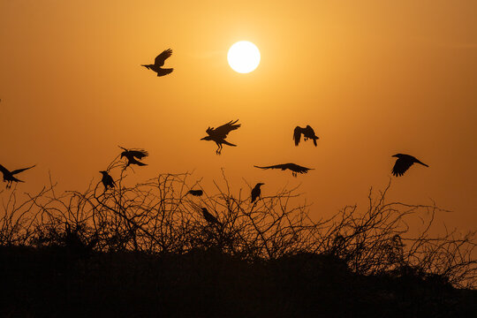 Silhouette of birds flying away at amazing sunset. silhouettes of birds flying on trees with  sun in background. crows flying Aden city, Yemen