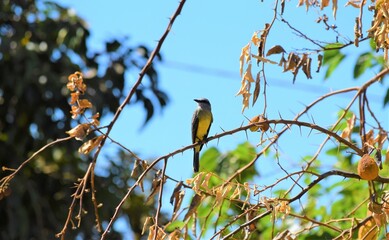 suiriri - Tyrannus melancholicus