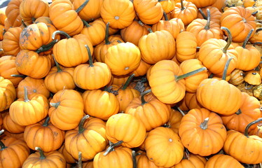 Autumn Gourds and Pumpkins