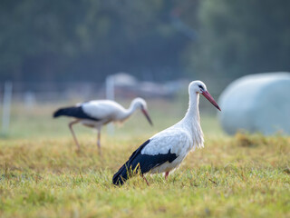 white stork in the grass