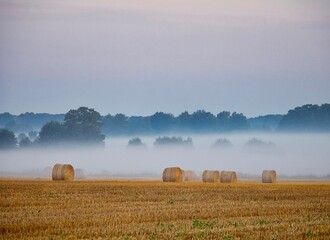 bales in the field