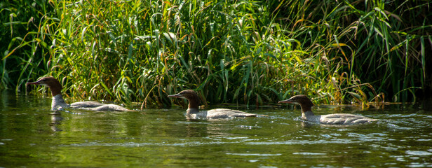 a family of ducks on the Narew River, Podlasie