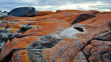 Orange Rocks of the Bay of Fires Tasmania Australia Near the shore line