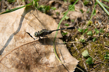grasshopper on the ground