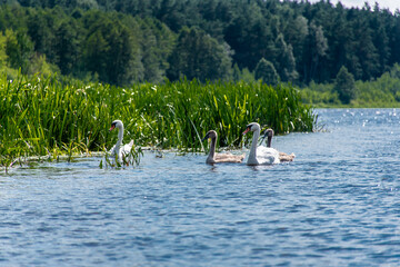 swan family on the narew river, podlaskie