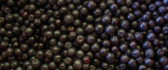 Banner. Chokeberry berries. Aronia berries. Chokeberry, aronia background. Berry. Freshly picked ripe berries. Aronia melanocarpa or black chokeberry background. Close up. Macro.