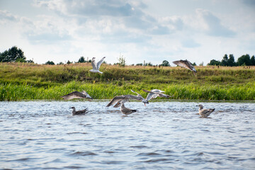 birds on the water, narew river in podlaskie