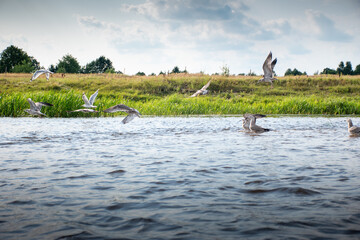 birds on the water, narew river in podlaskie
