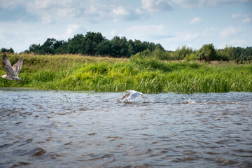 birds on the water, narew river in podlaskie